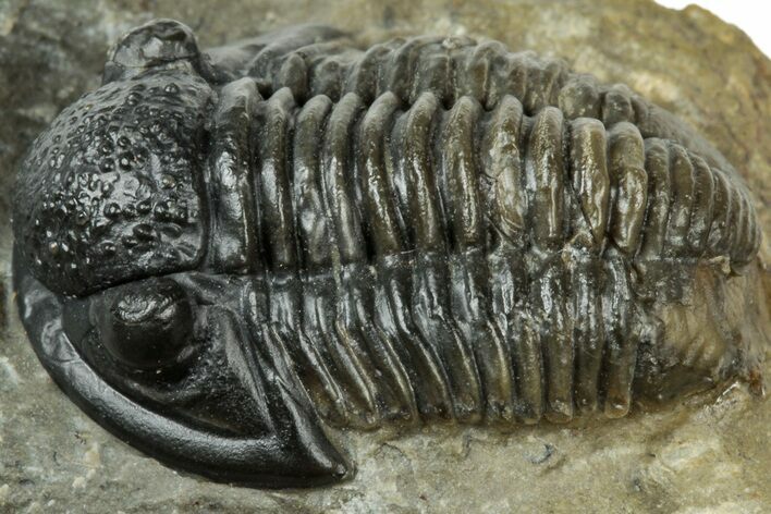 Detailed Gerastos Trilobite Fossil - Morocco #311236